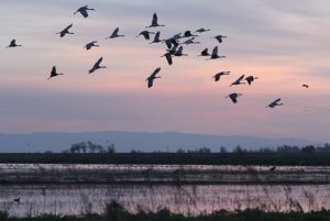 cranes