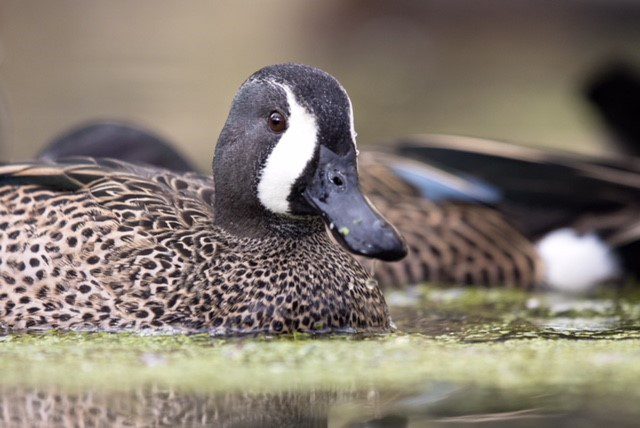 wood duck